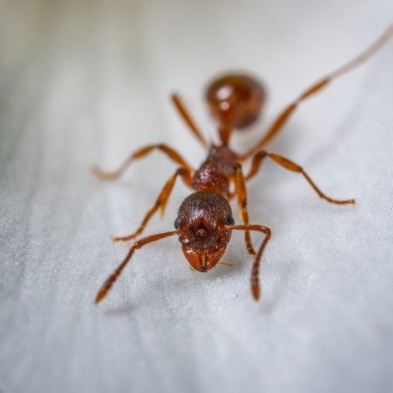 Field Ants, Pest Control in Tulse Hill, West Norwood, SE27. Call Now! 020 8166 9746