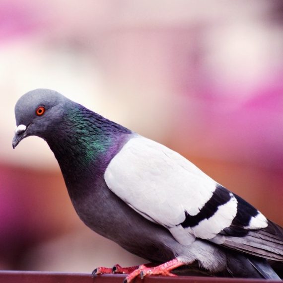 Birds, Pest Control in Tulse Hill, West Norwood, SE27. Call Now! 020 8166 9746