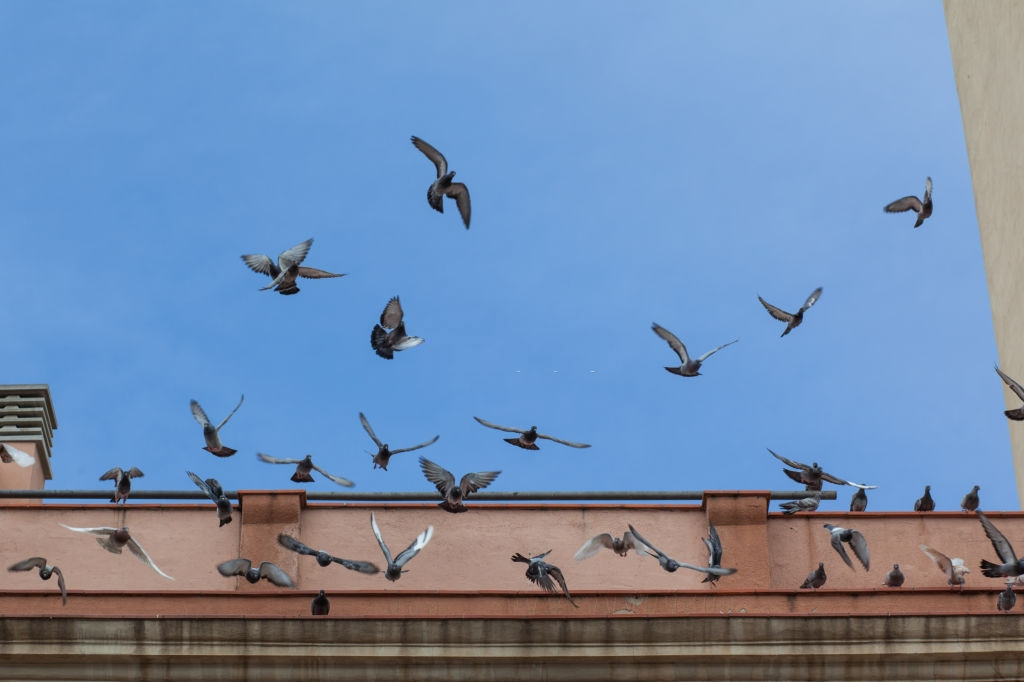 Pigeon Pest, Pest Control in Tulse Hill, West Norwood, SE27. Call Now 020 8166 9746