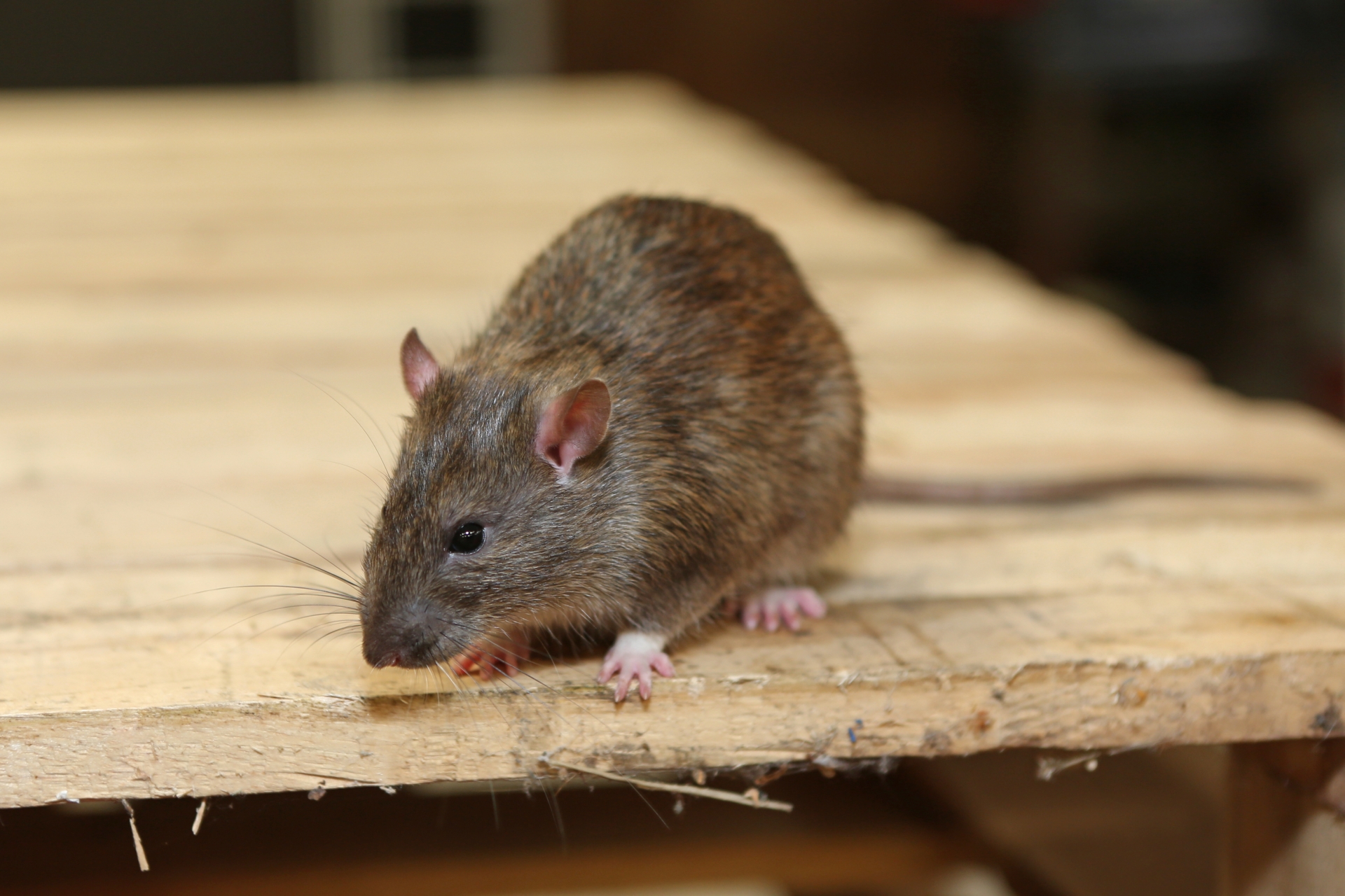 Rat Control, Pest Control in Tulse Hill, West Norwood, SE27. Call Now 020 8166 9746