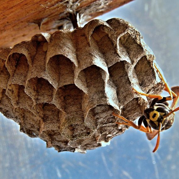Wasps Nest, Pest Control in Tulse Hill, West Norwood, SE27. Call Now! 020 8166 9746