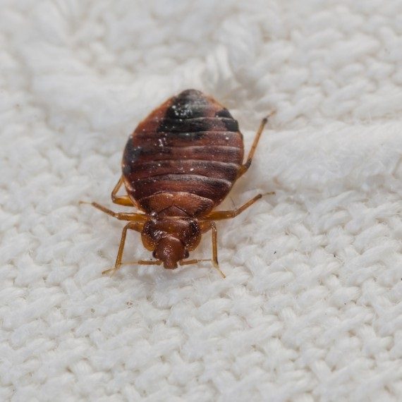 Bed Bugs, Pest Control in Tulse Hill, West Norwood, SE27. Call Now! 020 8166 9746