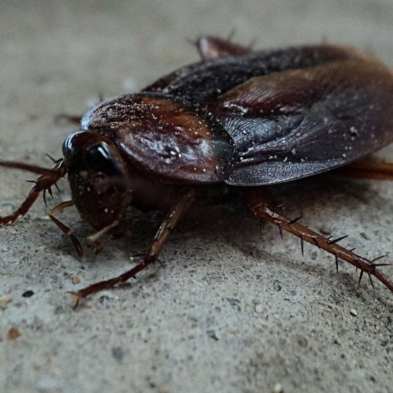 Cockroaches, Pest Control in Tulse Hill, West Norwood, SE27. Call Now! 020 8166 9746