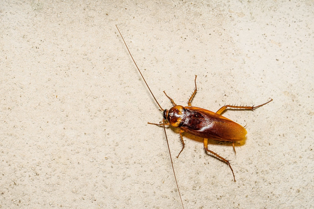 Cockroach Control, Pest Control in Tulse Hill, West Norwood, SE27. Call Now 020 8166 9746