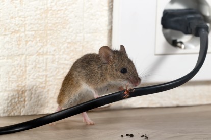 Pest Control in Tulse Hill, West Norwood, SE27. Call Now! 020 8166 9746