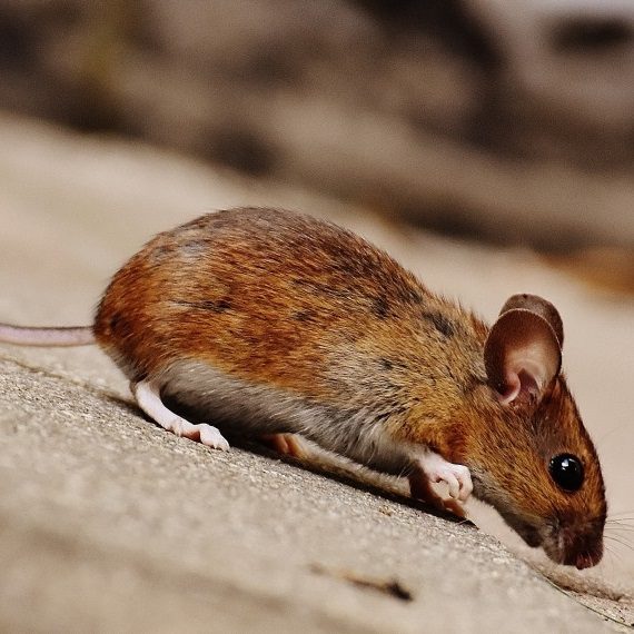 Mice, Pest Control in Tulse Hill, West Norwood, SE27. Call Now! 020 8166 9746