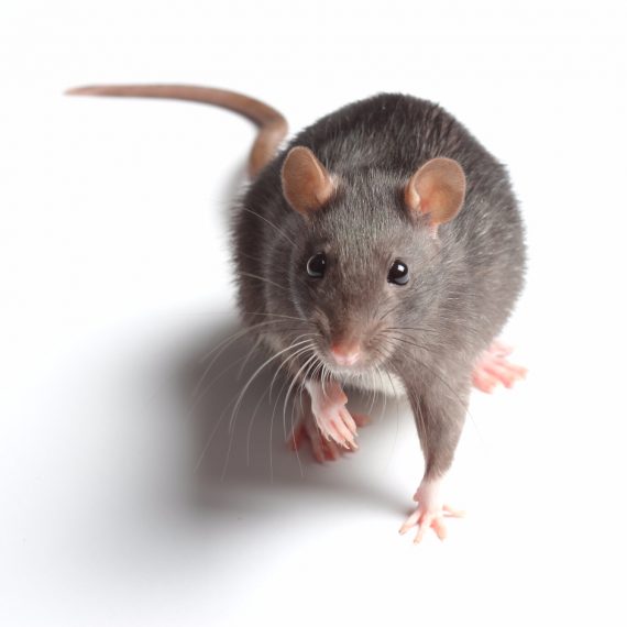 Rats, Pest Control in Tulse Hill, West Norwood, SE27. Call Now! 020 8166 9746