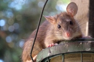 Rat extermination, Pest Control in Tulse Hill, West Norwood, SE27. Call Now 020 8166 9746