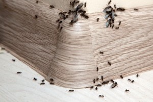 Ant Control, Pest Control in Tulse Hill, West Norwood, SE27. Call Now 020 8166 9746