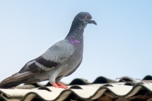 Pigeon Pest, Pest Control in Tulse Hill, West Norwood, SE27. Call Now 020 8166 9746