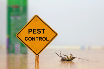 Pest Contol in Tulse Hill, West Norwood, SE27. Call Now 020 8166 9746